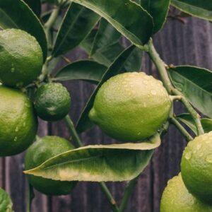 Lime EO / Лайм 100% эфирное масло
