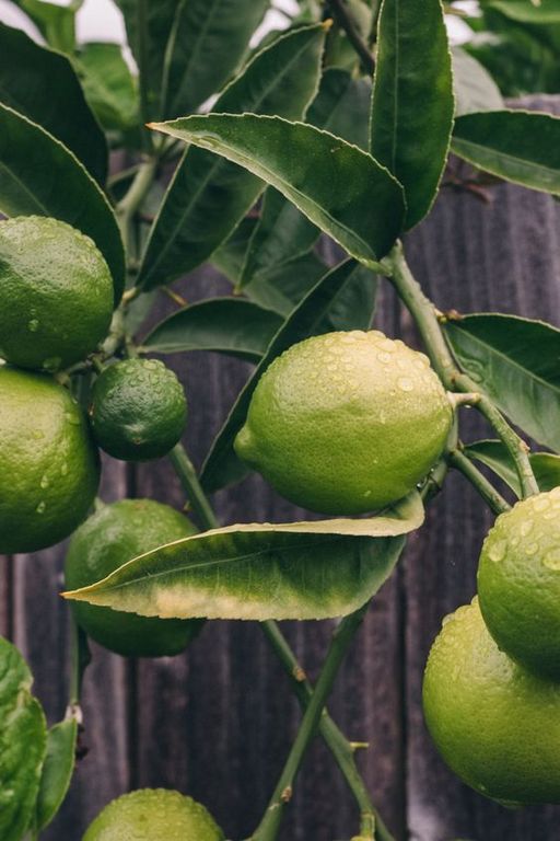 Lime EO / Лайм 100% эфирное масло