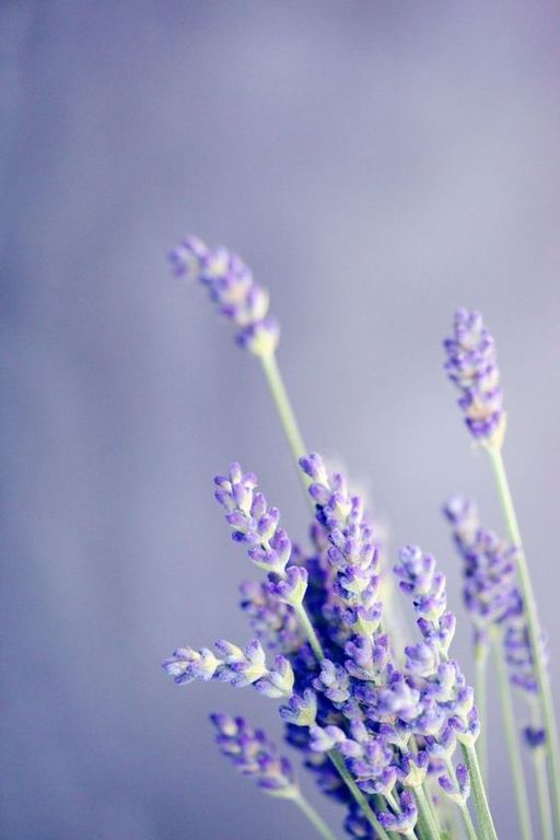Linalool Coeur (Symrise) / Линалоол нота сердца