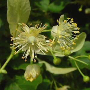 Linden Blossom CO2 extract (Липы CO2 экстракт)