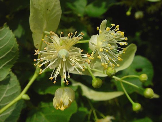 Linden Blossom CO2 extract (Липы CO2 экстракт), 2 мл