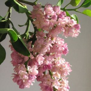 Lindenol (IFF) / Линденол