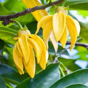 Lisylang (Natural) / Лисиланг
