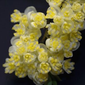 LITSEA CUBEBA TERPENES (NATURAL) / ЛИТЦЕЯ ТЕРПЕНЫ