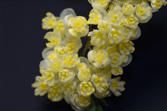 LITSEA CUBEBA TERPENES (NATURAL) / ЛИТЦЕЯ ТЕРПЕНЫ