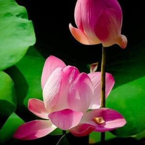 LOTUS PINK ABSOLUTE INDIA (РОЗОВЫЙ ЛОТОС АБСОЛЮТ) 10%