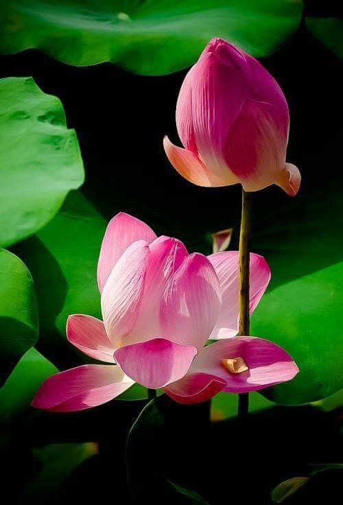 LOTUS PINK ABSOLUTE INDIA (РОЗОВЫЙ ЛОТОС АБСОЛЮТ) 10%