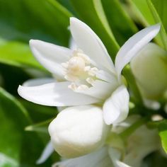 Lyram Super Pure (IFF) / Лирам супер