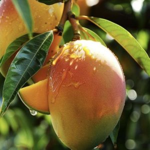 MANGO PERFUME OIL (S.O.S.) / МАНГО ПАРФЮМЕРНЫЙ КОНЦЕНТРАТ