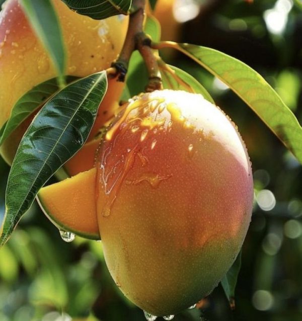 MANGO PERFUME OIL (S.O.S.) / МАНГО ПАРФЮМЕРНЫЙ КОНЦЕНТРАТ