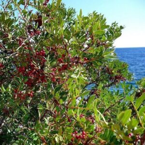 Mastic EO (Фисташковое дерево 100% эфирное масло) дикий урожай