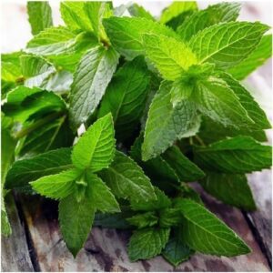 Mentha piperita EO (Мята перечная 100% эфирное масло)