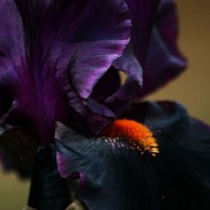 Methyl Ionone Gamma Coeur (IFF) / Метил ионон гамма Нота сердца