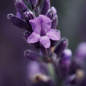 Methyl Lavender Ketone (IFF) / Метил лавандовый кетон