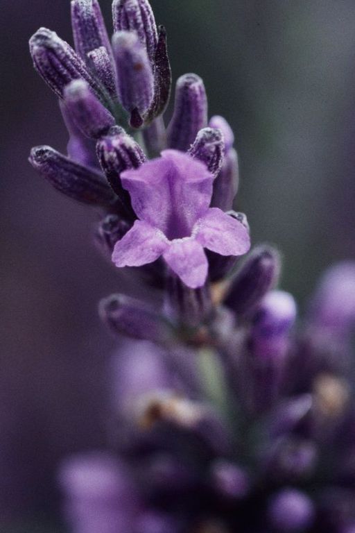 Methyl Lavender Ketone (IFF) / Метил лавандовый кетон