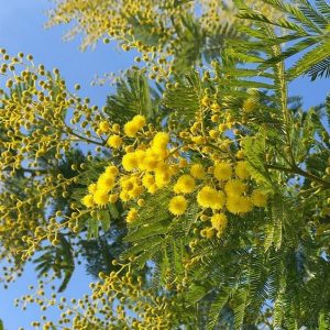 MIMOSA BASE KAE / МИМОЗА БАЗА