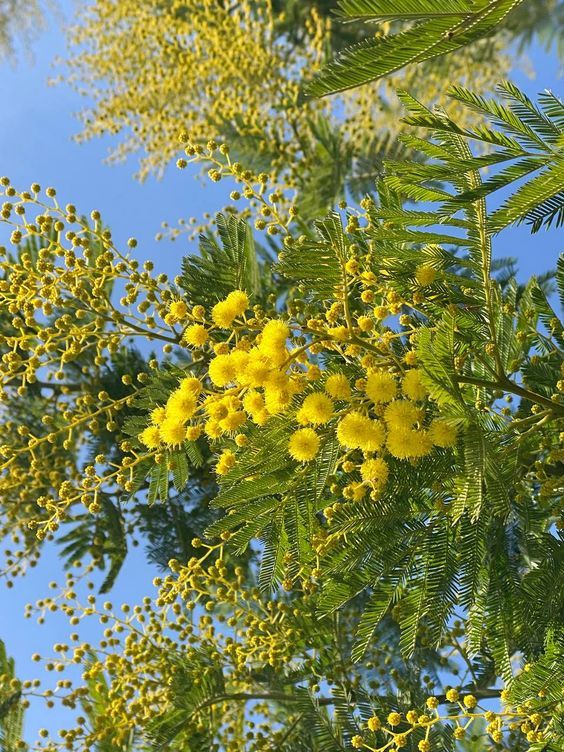 MIMOSA BASE KAE / МИМОЗА БАЗА