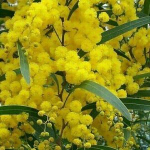 Mimosa Flowers Olessence (Robertet) / Мимоза Олессенс