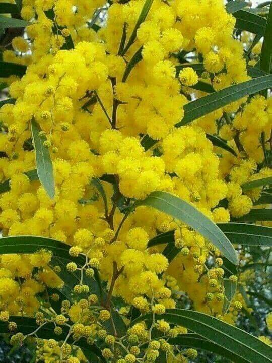 Mimosa Flowers Olessence (Robertet) / Мимоза Олессенс