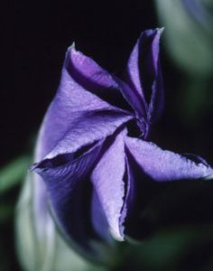 MOONFLOWER PERFUME OIL (S.O.S.) / ДУРМАН ЦВЕТЫ ПАРФЮМЕРНЫЙ КОНЦЕНТРАТ