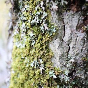 MOUSSE ARBRE FIRBEST 50 TEC 942626 (FIRMENICH) / МОХ ДРЕВЕСНЫЙ АБСОЛЮТ (РЕКОНСТРУКЦИЯ)