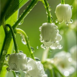 Muguet alcool 659479 (Symrise) / Ландыша спирт