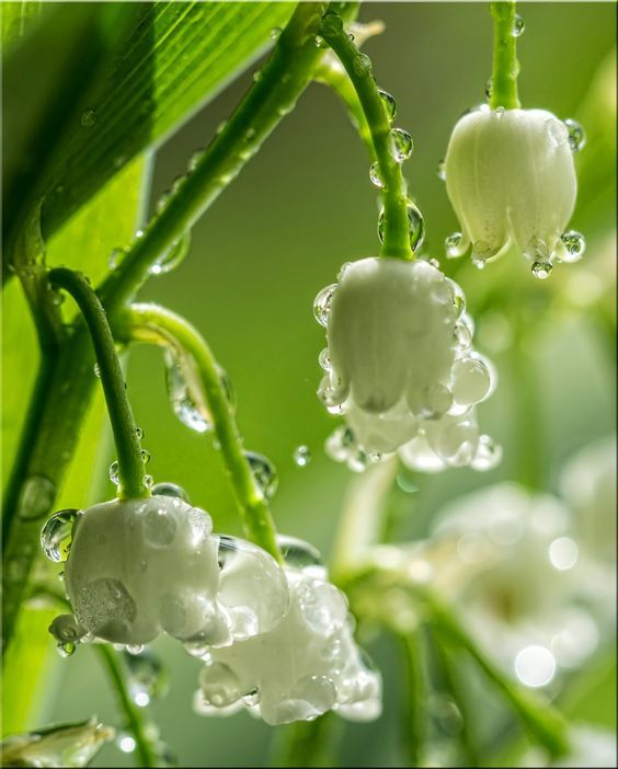 Muguet alcool 659479 (Symrise) / Ландыша спирт