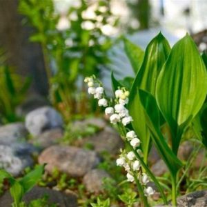 Muguet Aldehyde 50% in DEP (IFF) / Ландыш альдегид