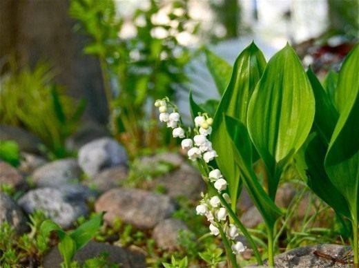 Muguet Aldehyde 50% in DEP (IFF) / Ландыш альдегид