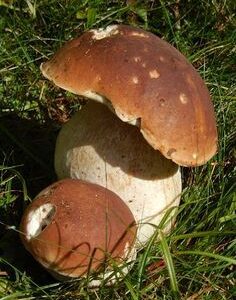 Mushroom absolute (Белый гриб абсолют)