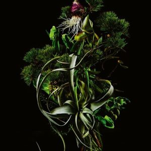 MYRCENE / Мирцен