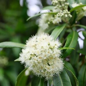 Myrtle Lemon EO (Мирт лимонный 100% эфирное масло) Австралия