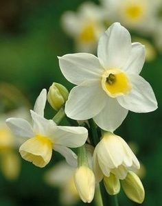 NARCISSUS 6894 BASE PFW / НАРЦИСС БАЗА