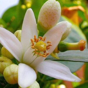 Neroli absolute 20% (orange flower bitter) Нероли абсолют