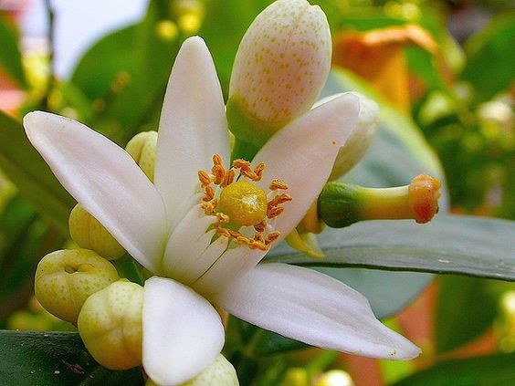 Neroli absolute 20% (orange flower bitter) Нероли абсолют
