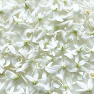 Neroli base PCW / Нероли база