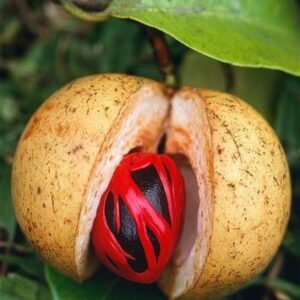 Nutmeg EO (Мускатный орех 100% эфирное масло)