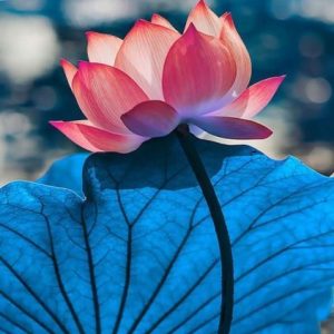 Nymphaea PERFUME OIL (S.O.S.) / КУВШИНКА ПАРФЮМЕРНЫЙ КОНЦЕНТРАТ