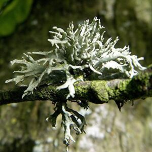 Oakmoss Resinoid 50% in alc. IFRA 43 (IFF) / Дубовый мох резиноид