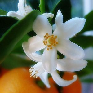 Orange Flower Ether (IFF) / Нероли эфир