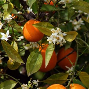 Orange flower Tunisia CO2 25% DPG / Флердоранж экстракт