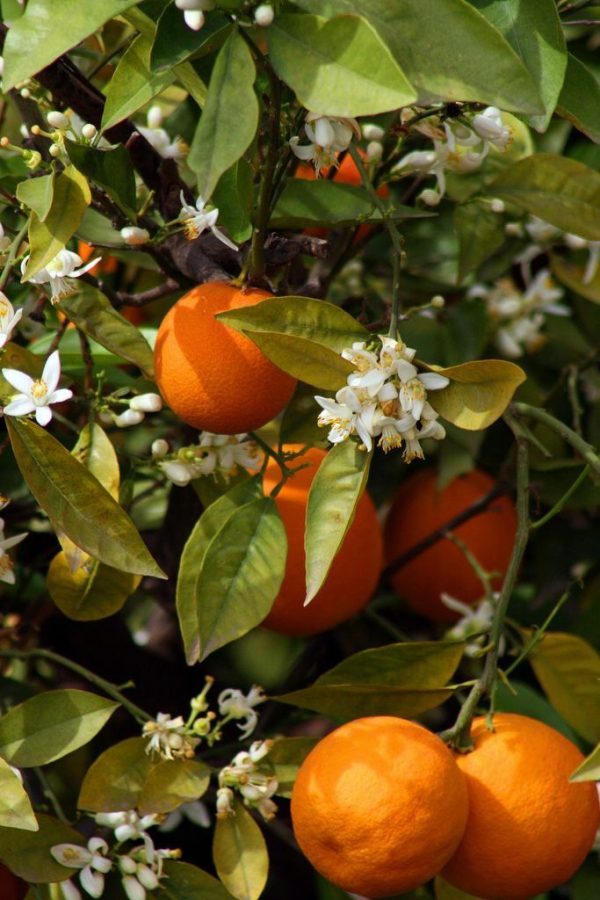 Orange flower Tunisia CO2 25% DPG / Флердоранж экстракт