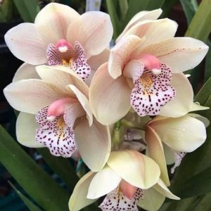 ORCHID OIL (CND) / ОРХИДЕЯ ПАРФЮМЕРНЫЙ КОНЦЕНТРАТ