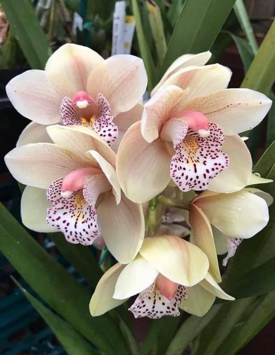 ORCHID OIL (CND) / ОРХИДЕЯ ПАРФЮМЕРНЫЙ КОНЦЕНТРАТ