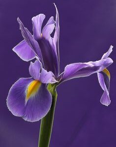ORRIS BUTTER 15% irones (IRIS PALLIDA ABSOLUTE) FRANCE 30% / Ирис паллида