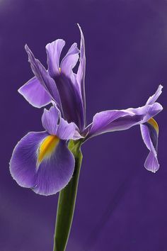 ORRIS BUTTER 15% irones (IRIS PALLIDA ABSOLUTE) FRANCE 30% / Ирис паллида