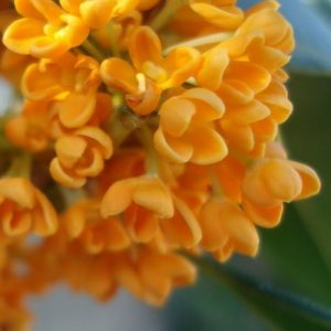OSMANTHUS ABS. SYNTH. 138 B (Firmenich) / Османтус реконструкция
