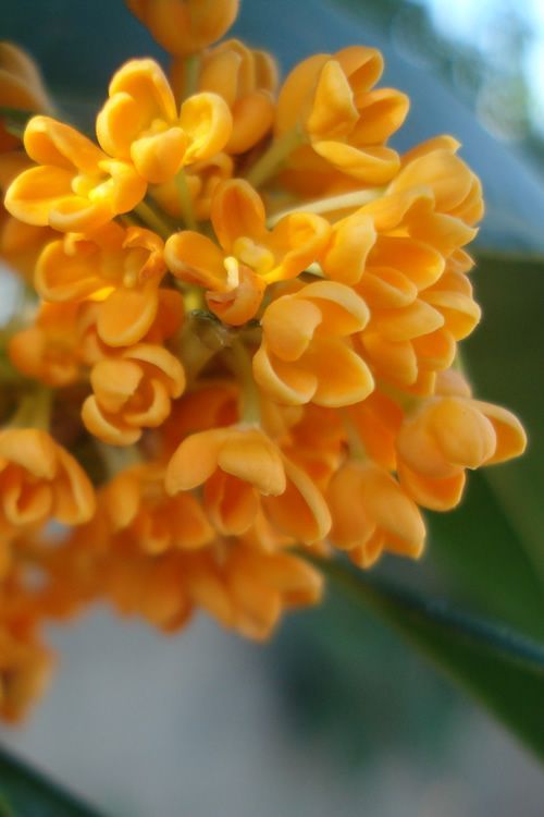 OSMANTHUS ABS. SYNTH. 138 B (Firmenich) / Османтус реконструкция