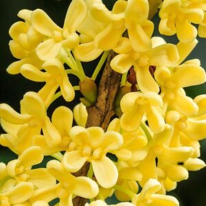Osmanthus Absolute 20% / Османтус абсолют