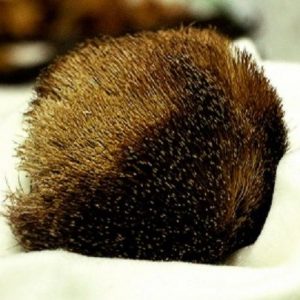 Oxalide T (Takasago) / Оксалид